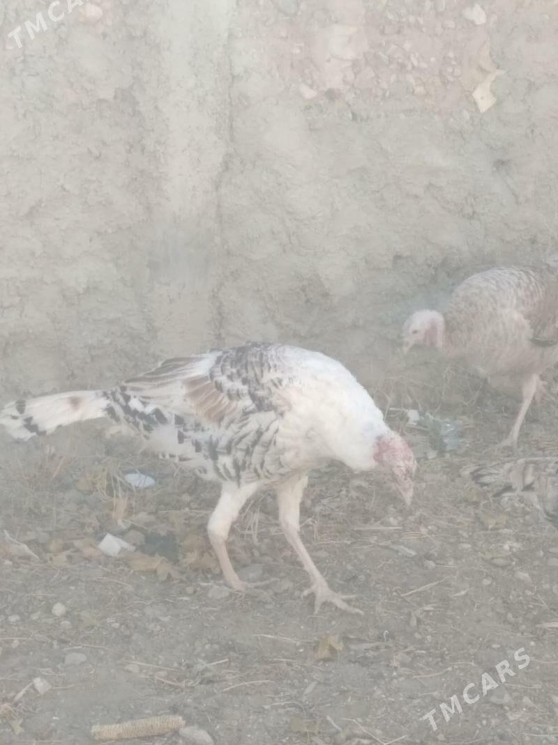 erkek induk - Gyzylarbat - img 3