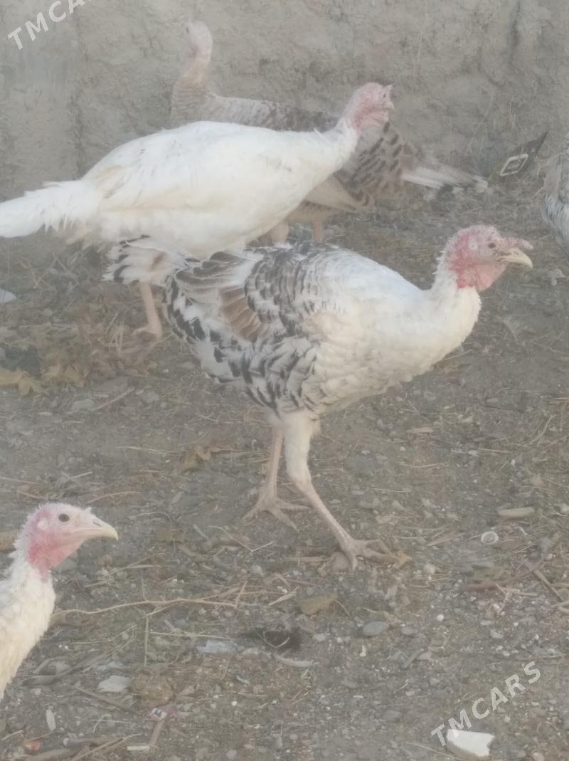 erkek induk - Gyzylarbat - img 5