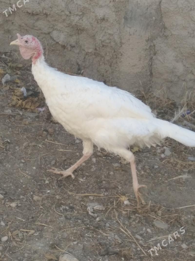 erkek induk - Gyzylarbat - img 2