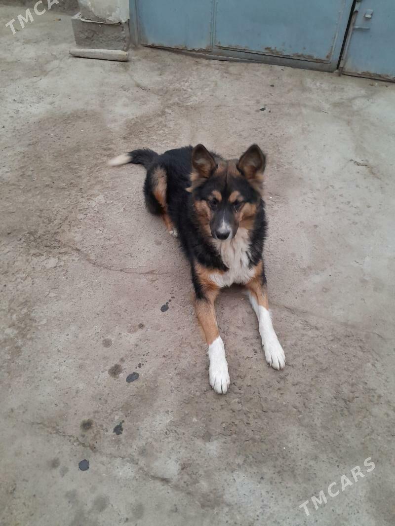 Afcarka - Köneürgenç - img 2