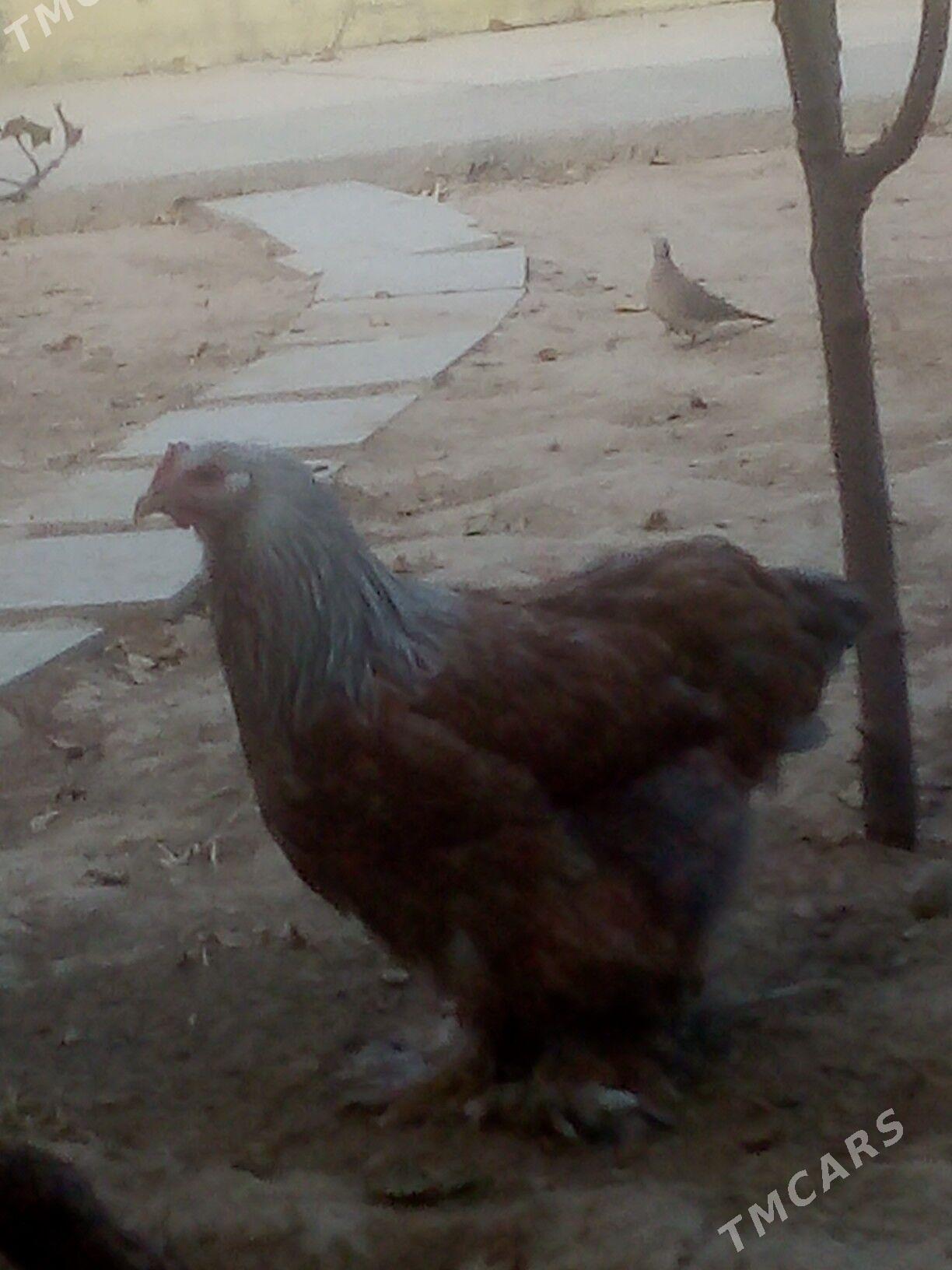 Brama towuk yaş - Ашхабад - img 2