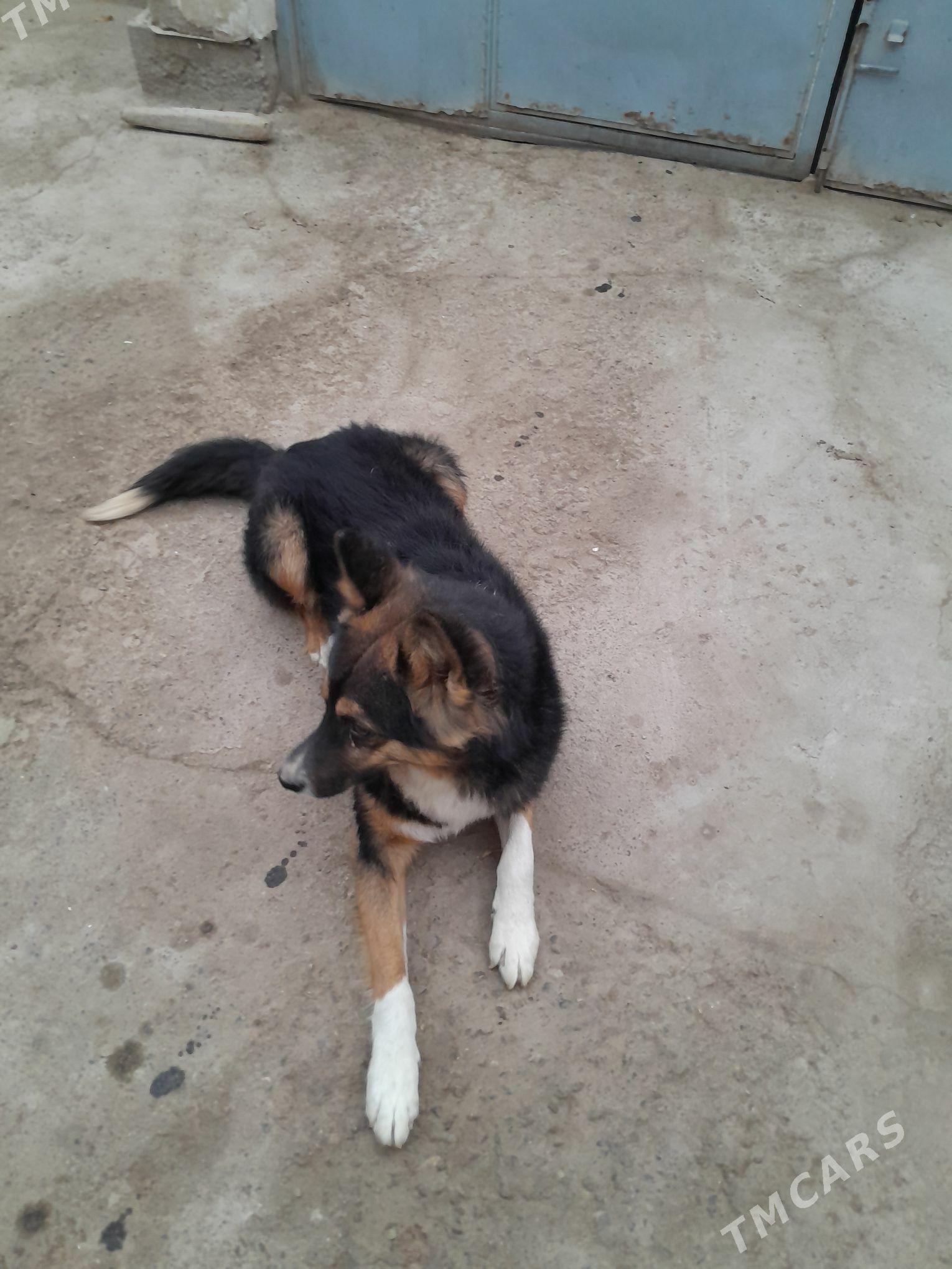 Afcarka - Köneürgenç - img 4