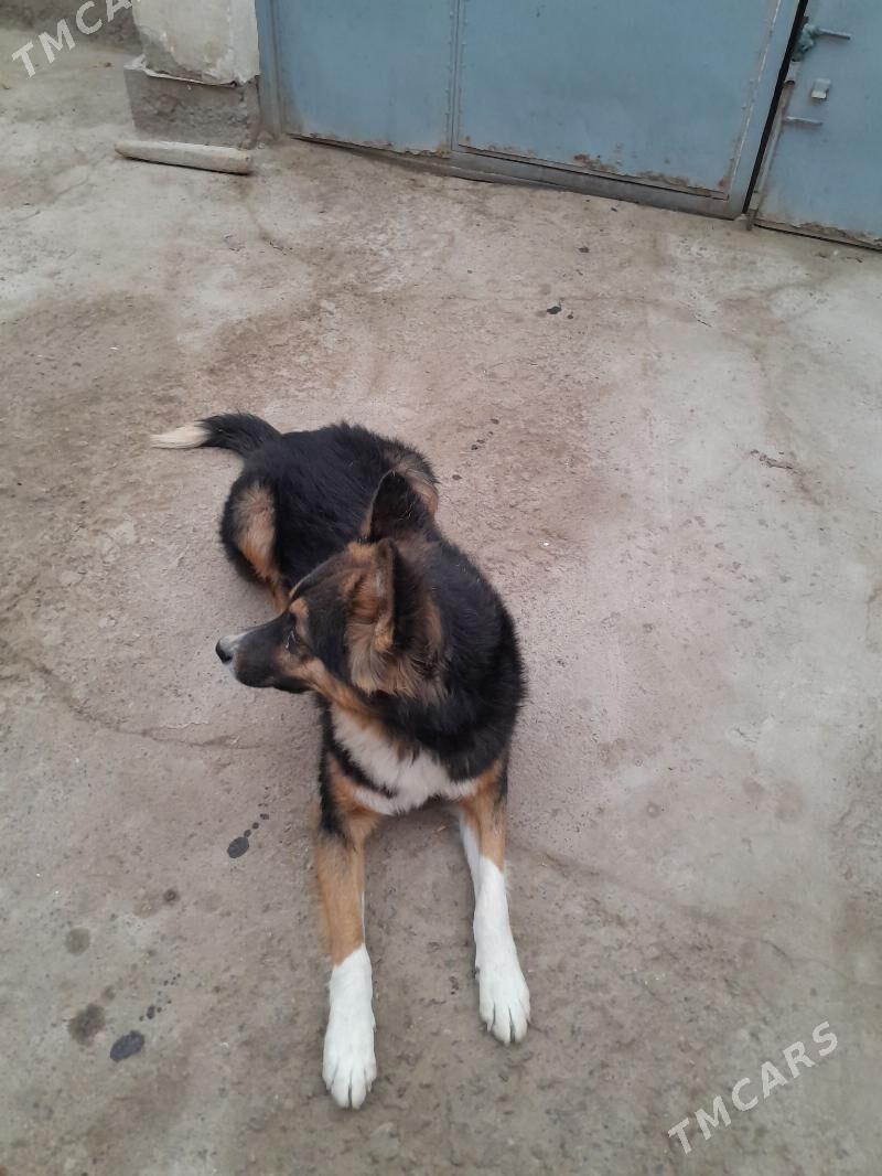 Afcarka - Köneürgenç - img 3