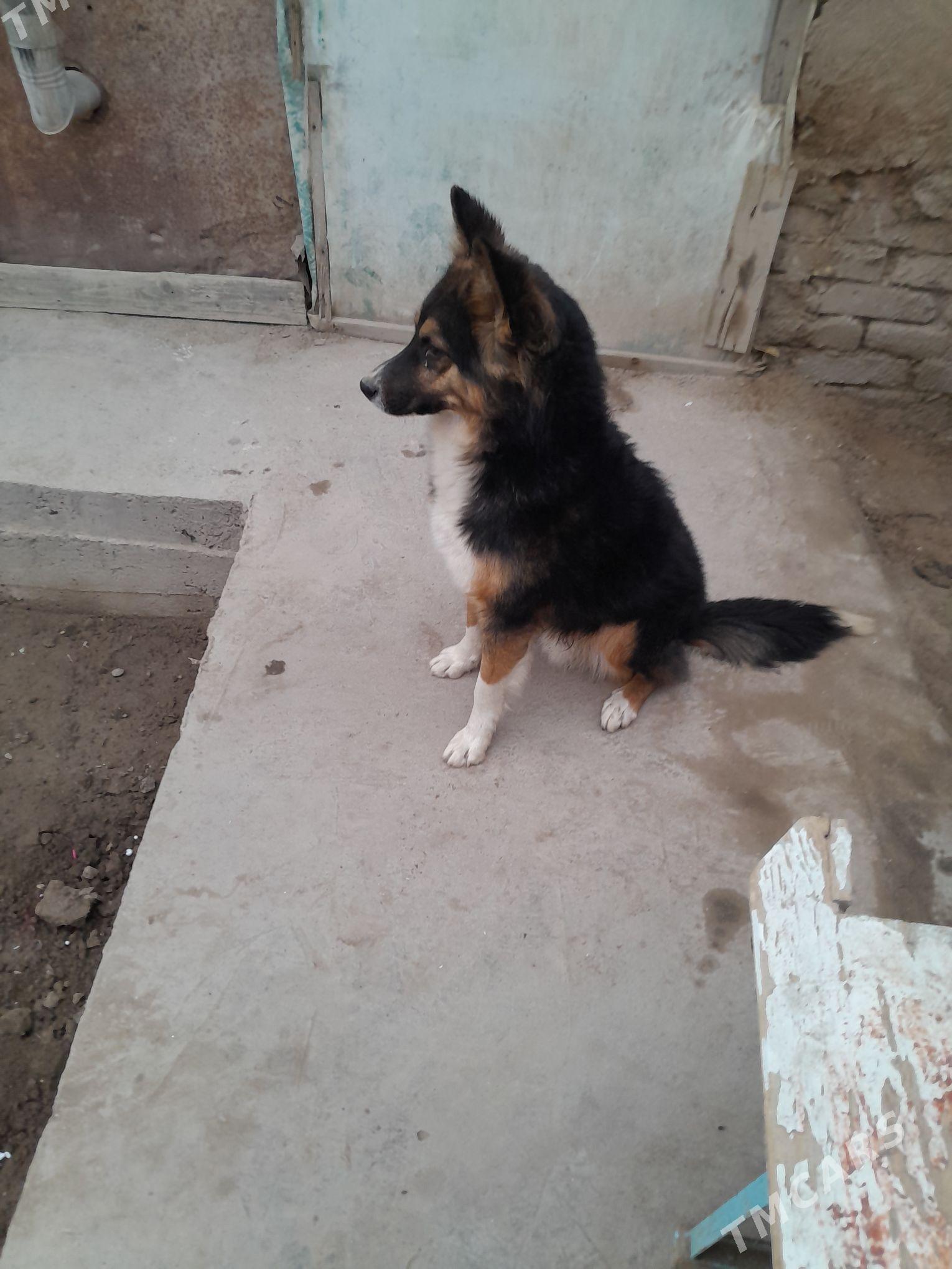 Afcarka - Köneürgenç - img 5