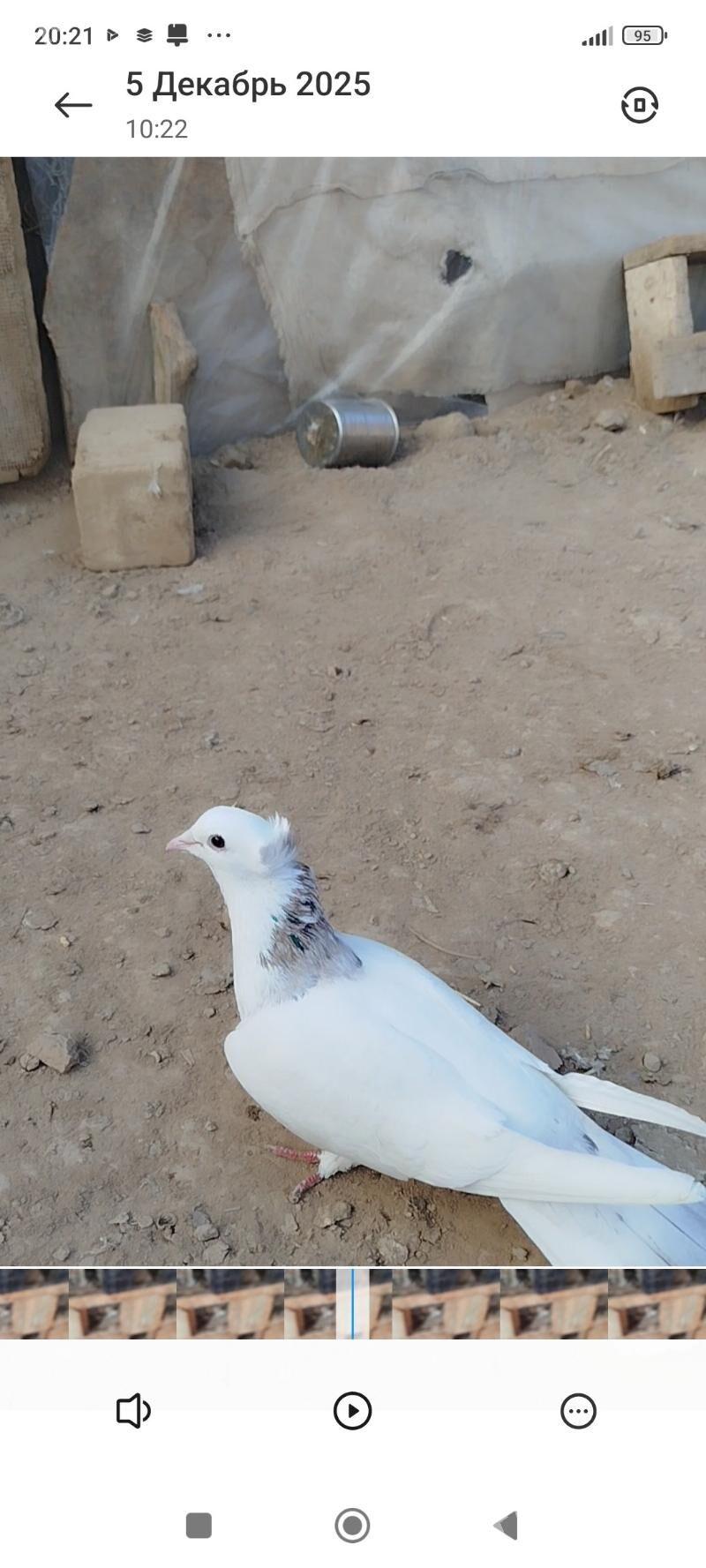 kepderi - Mary - img 4