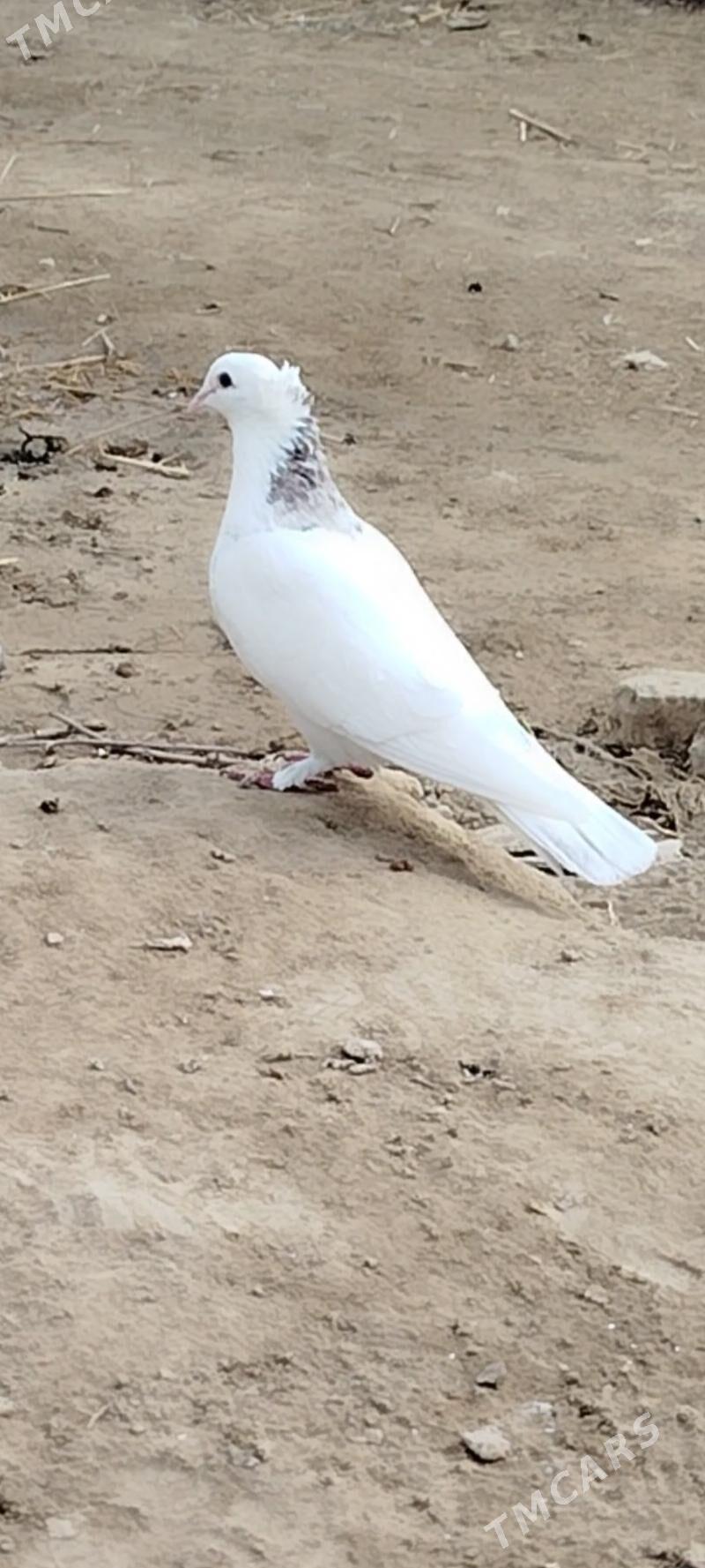 kepderi - Mary - img 7