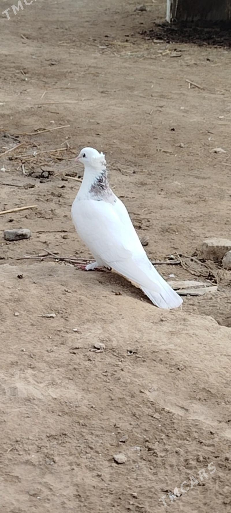 kepderi - Mary - img 3