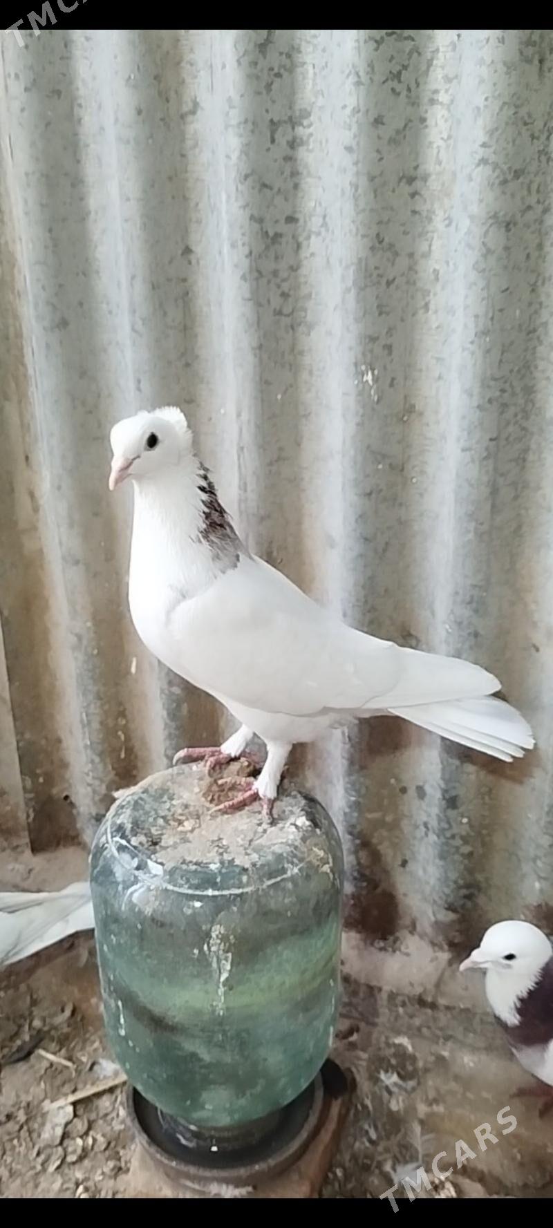 kepderi - Mary - img 5