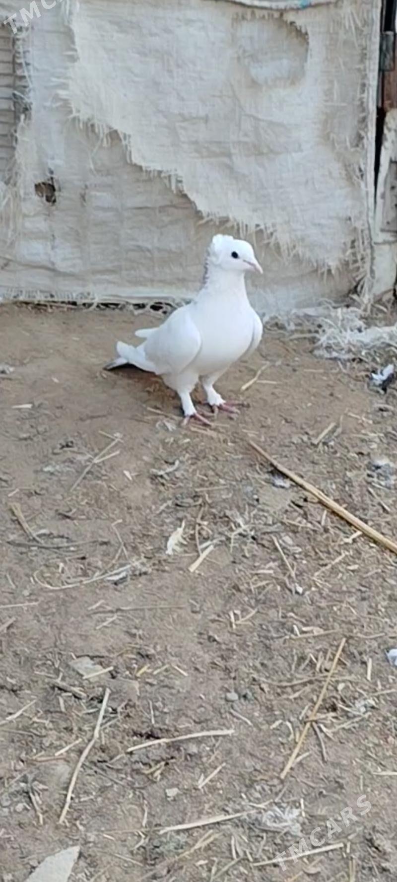 kepderi - Mary - img 6