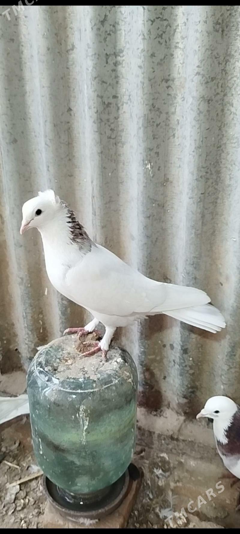 kepderi - Mary - img 2