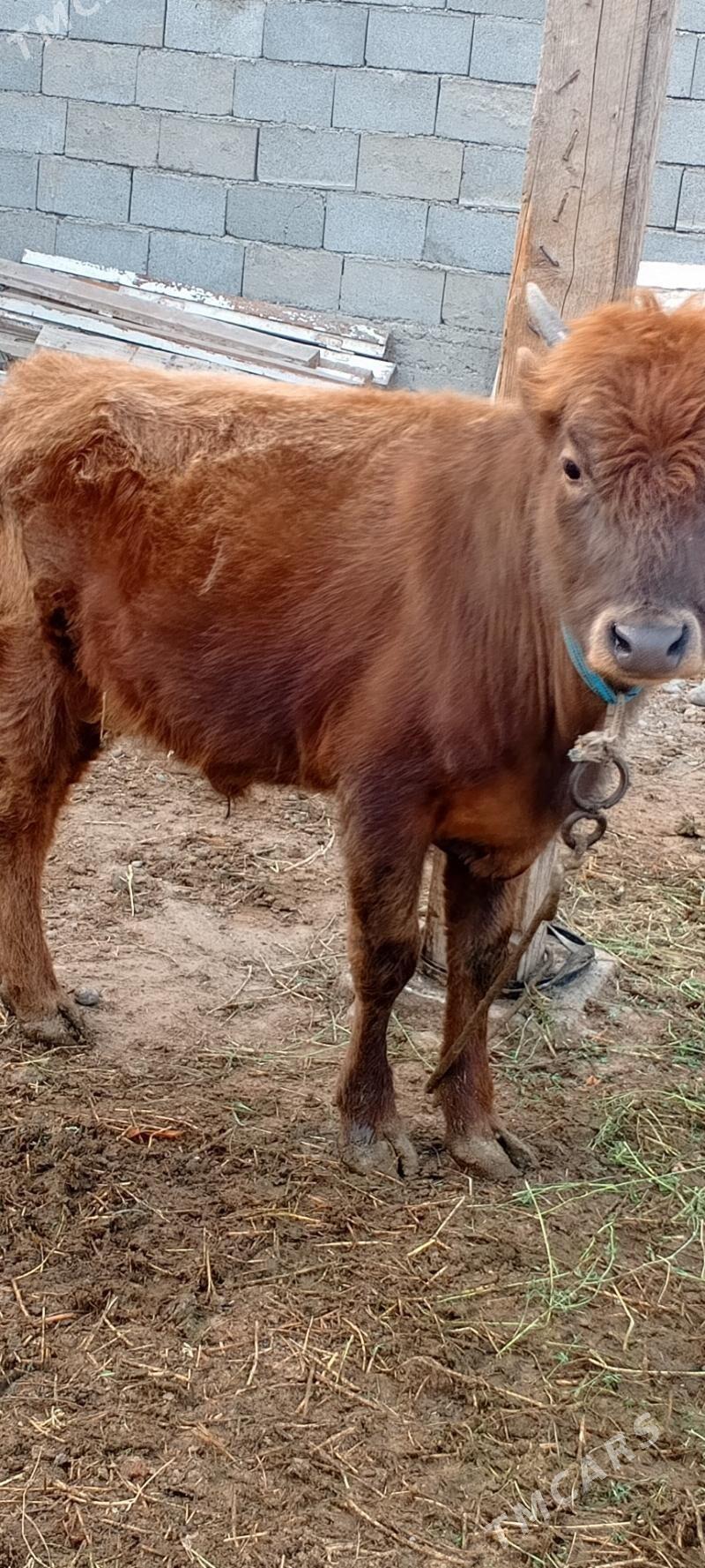 Gole - Gypjak - img 3