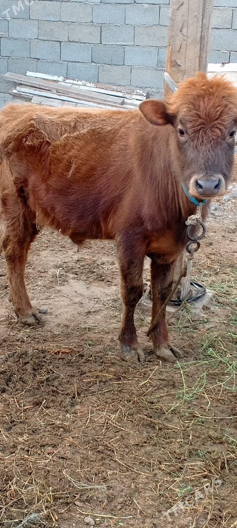 Gole - Gypjak - img 2