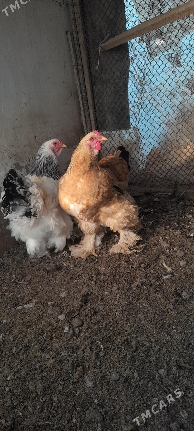 brama - Гёкдепе - img 1