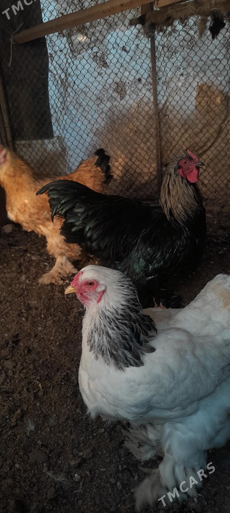 brama - Гёкдепе - img 3