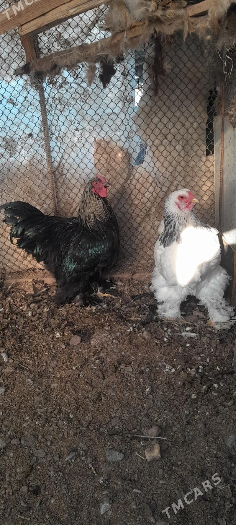 brama - Гёкдепе - img 2