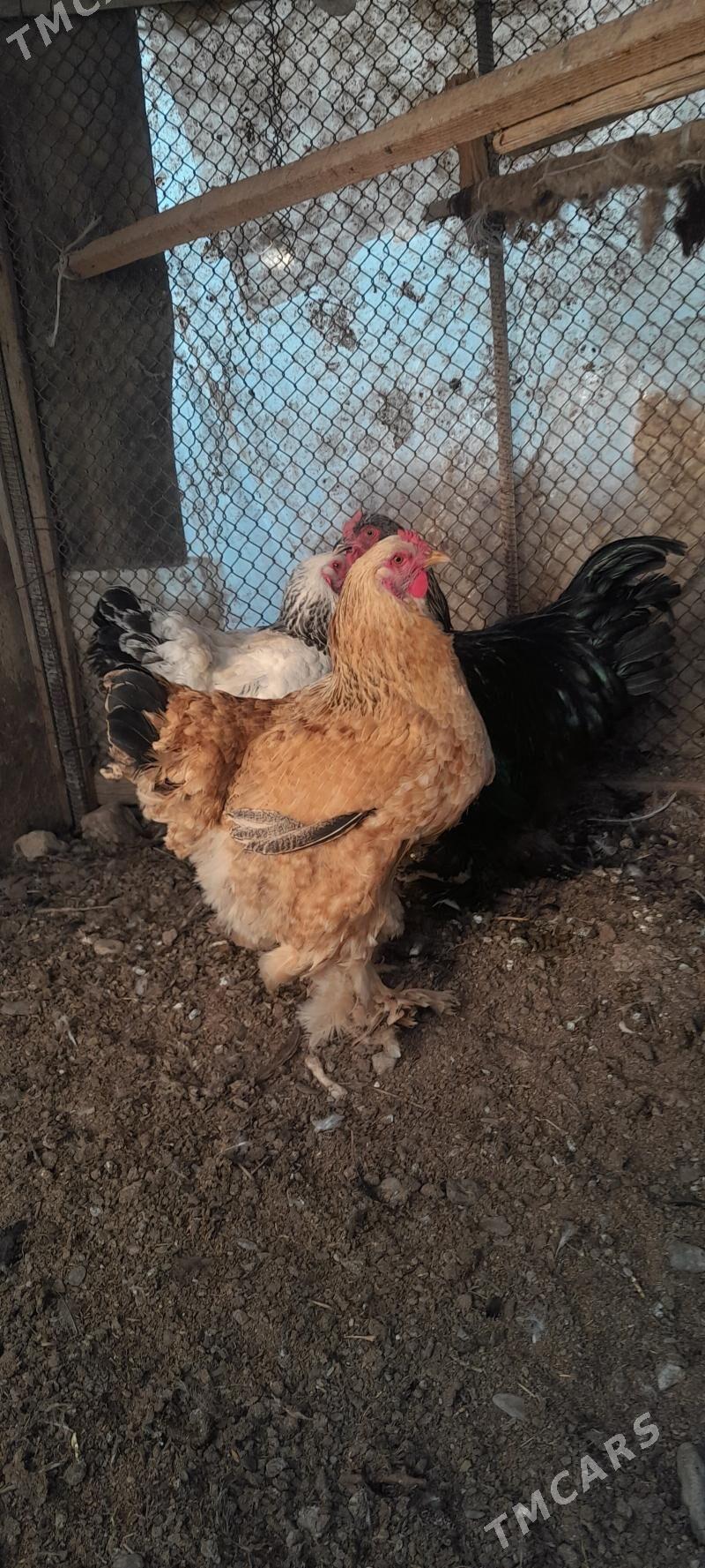 brama - Гёкдепе - img 4