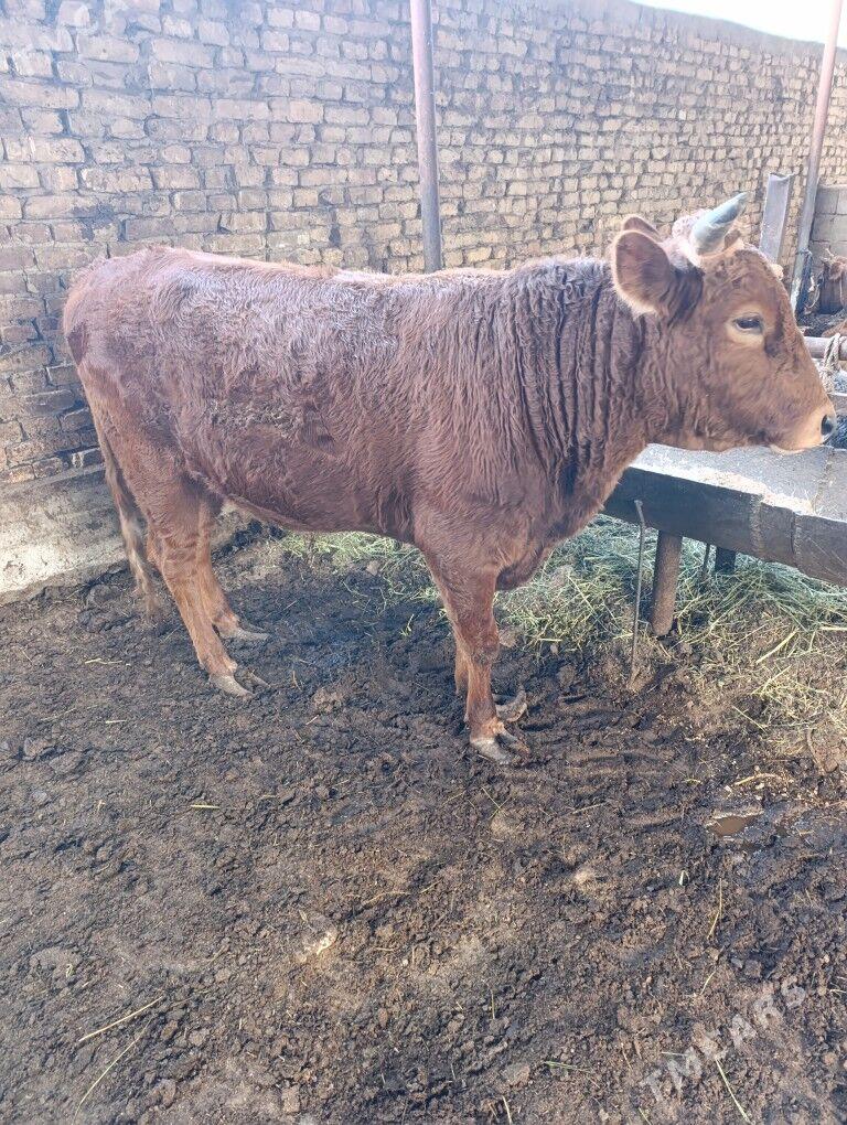 okuz - Aşgabat - img 2