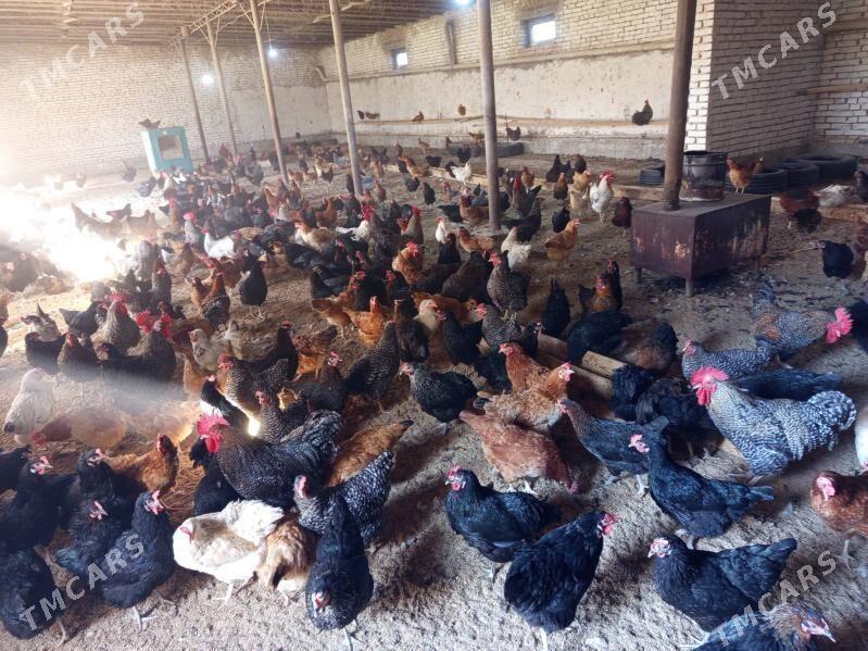 Atakys towuklar - Mary - img 1