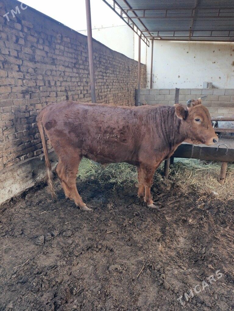 okuz - Aşgabat - img 1