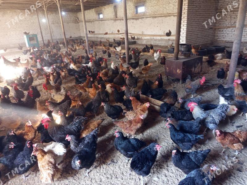 Atakys towuklar - Mary - img 3