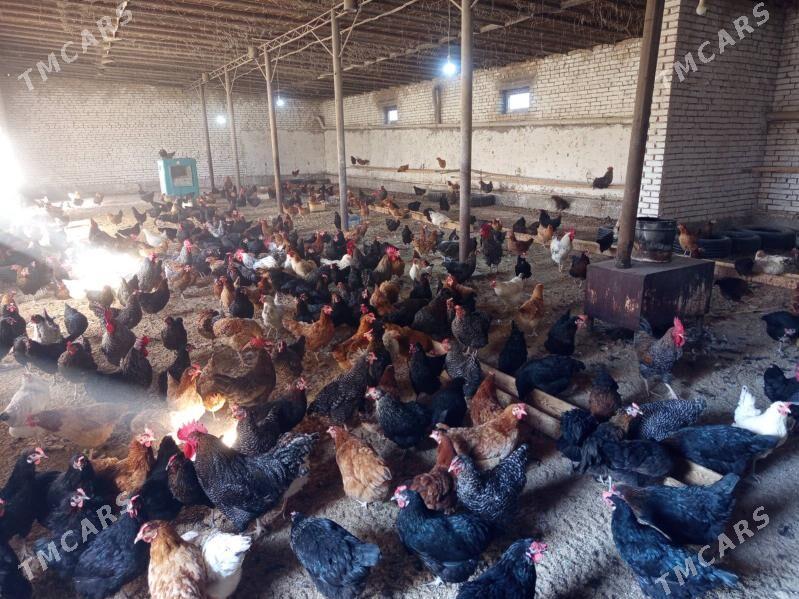 Atakys towuklar - Mary - img 2