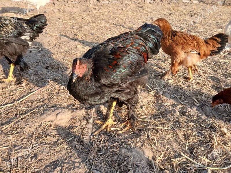 towuk - Гороглы (Тагта) - img 1