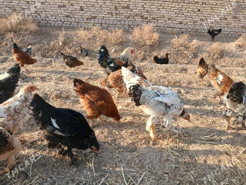 towuk - Гороглы (Тагта) - img 2