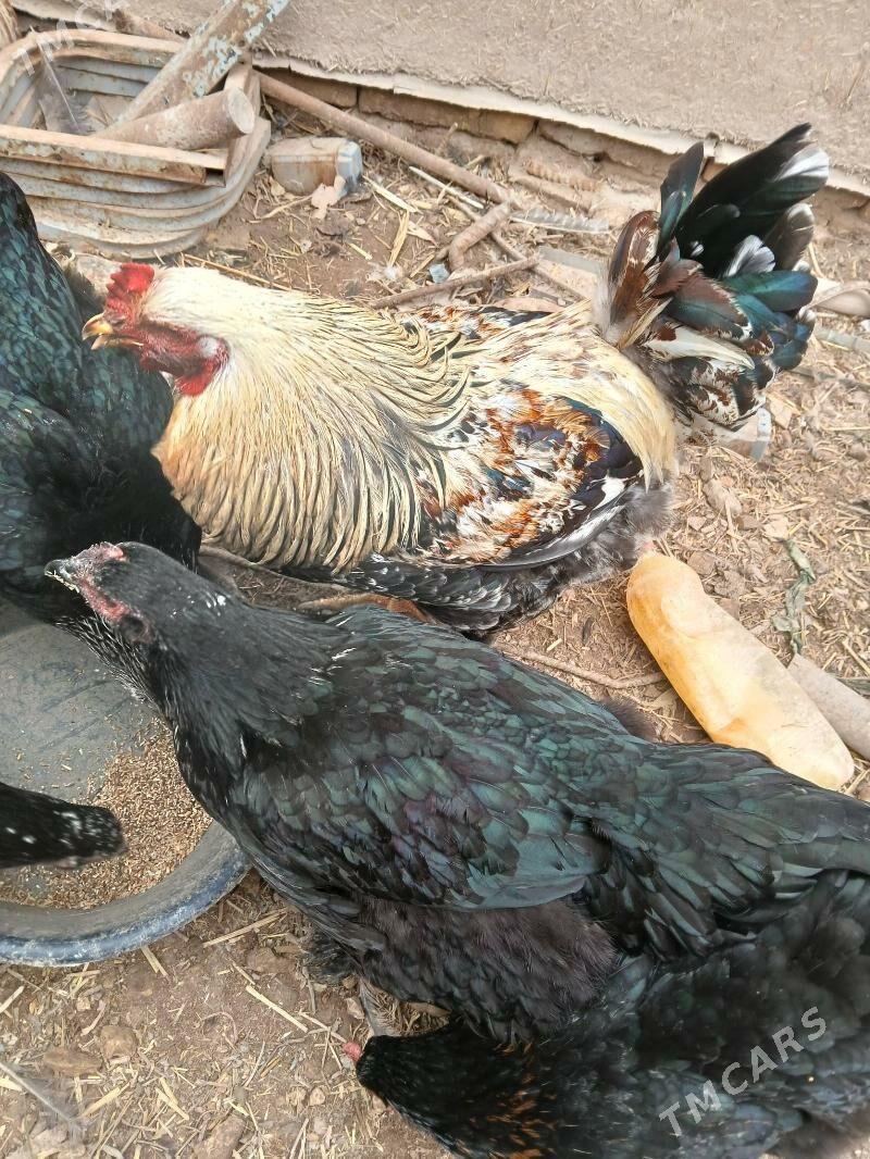 towuk - Гороглы (Тагта) - img 7