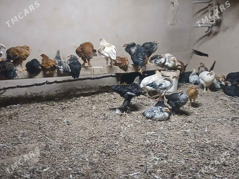 towuk - Гороглы (Тагта) - img 6