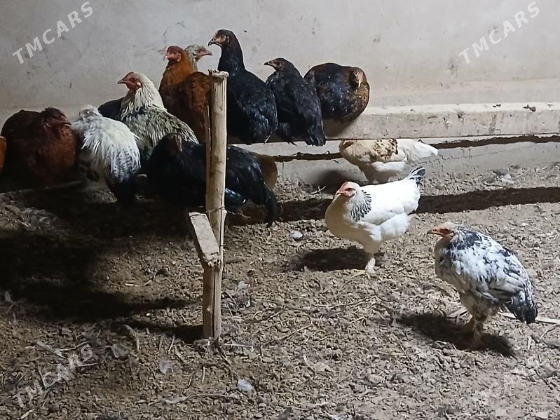 towuk - Гороглы (Тагта) - img 4