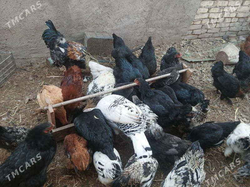 towuk - Гороглы (Тагта) - img 5