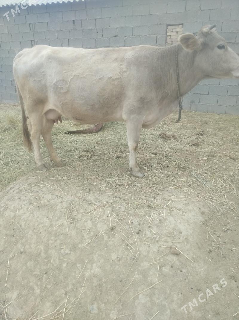 Goleli sygyr - Ак-Бугдайский этрап - img 2