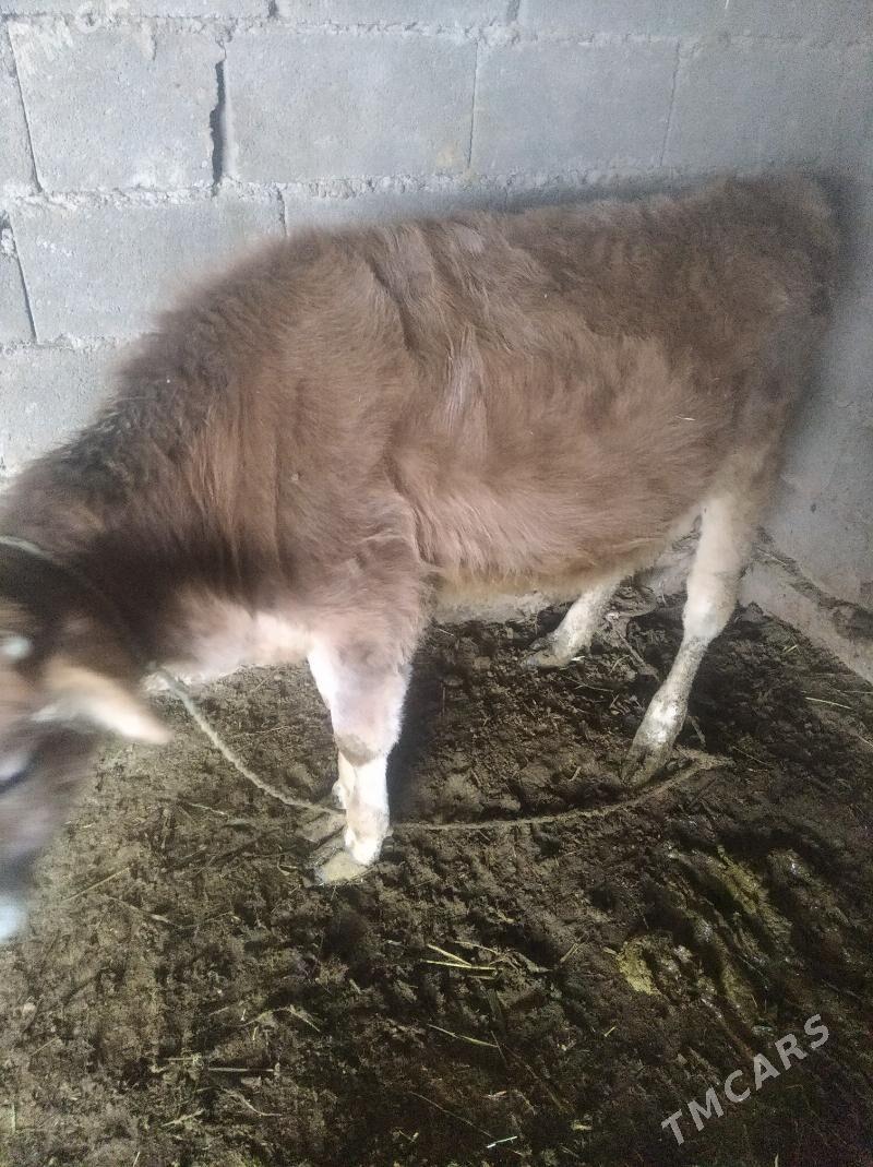 Goleli sygyr - Ак-Бугдайский этрап - img 3