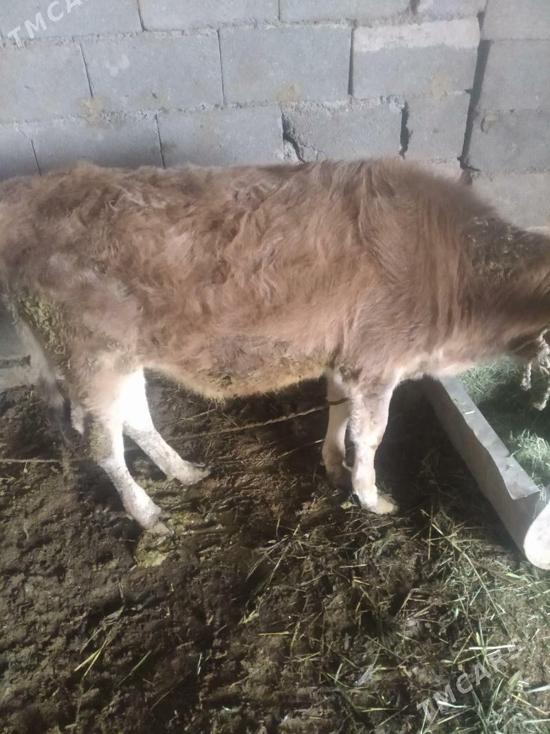 Goleli sygyr - Ак-Бугдайский этрап - img 4