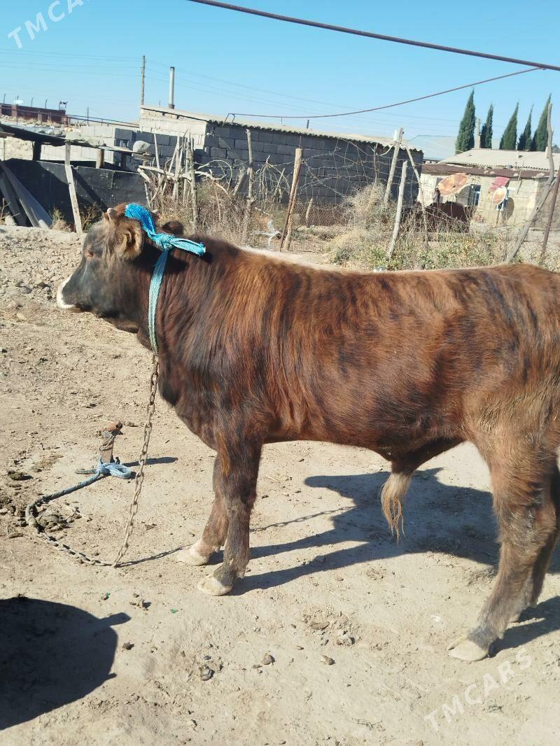 öküz - Gyzylarbat - img 2