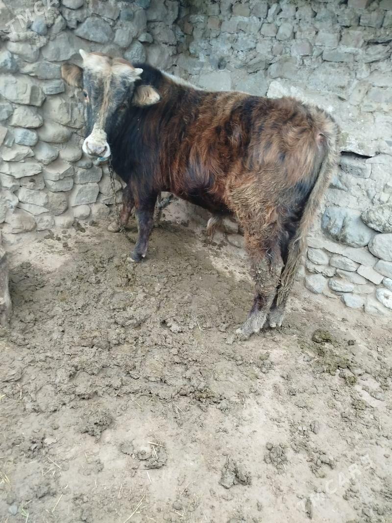 öküz - Gyzylarbat - img 3