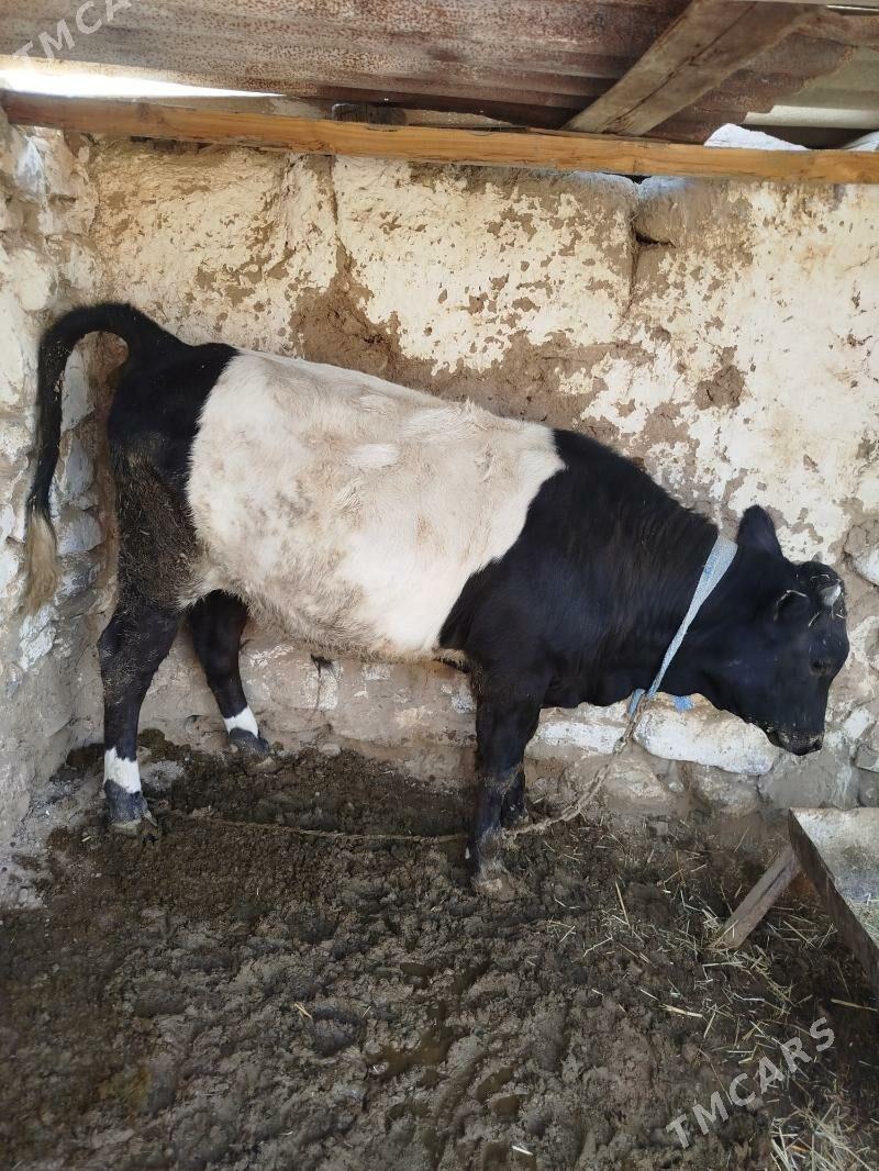 öküz - Gyzylarbat - img 4