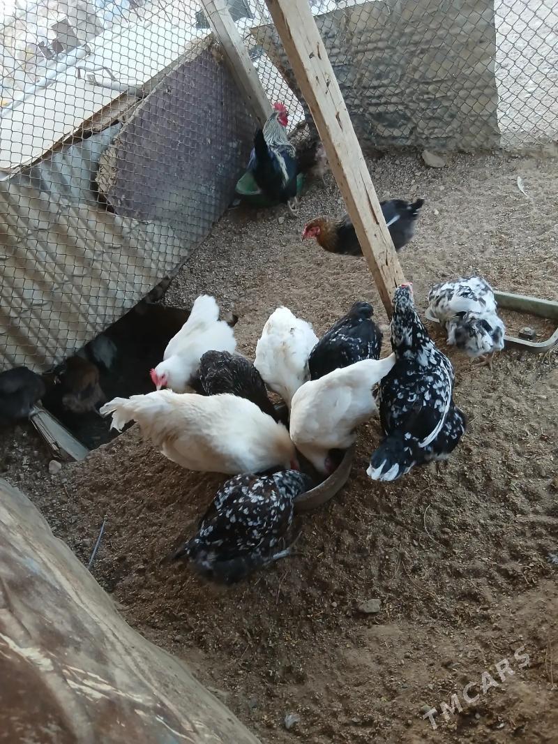 towyk - Туркменбаши - img 1