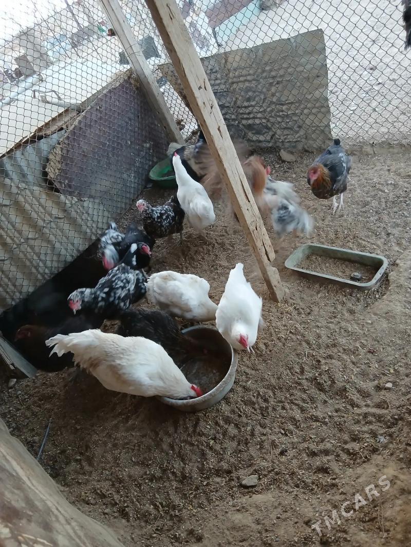 towyk - Туркменбаши - img 2