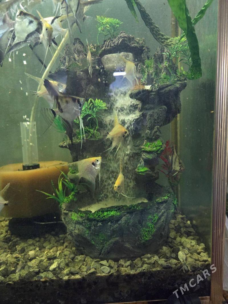 водопад для аквариума - Ашхабад - img 1