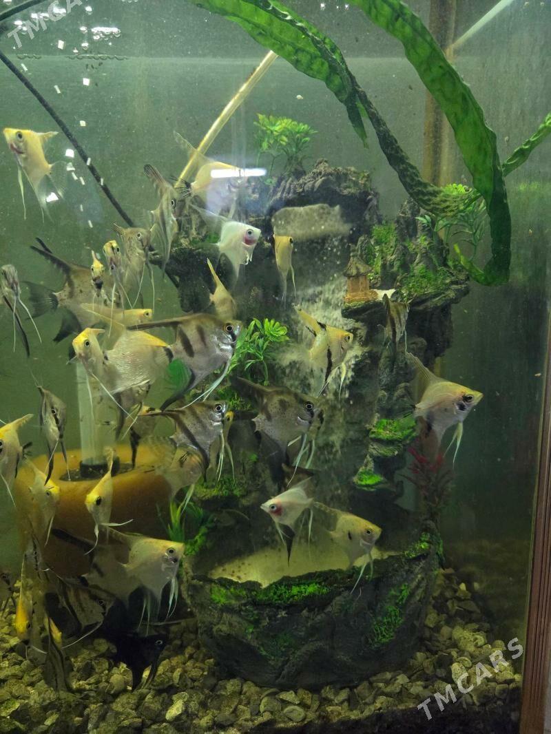 водопад для аквариума - Ашхабад - img 2