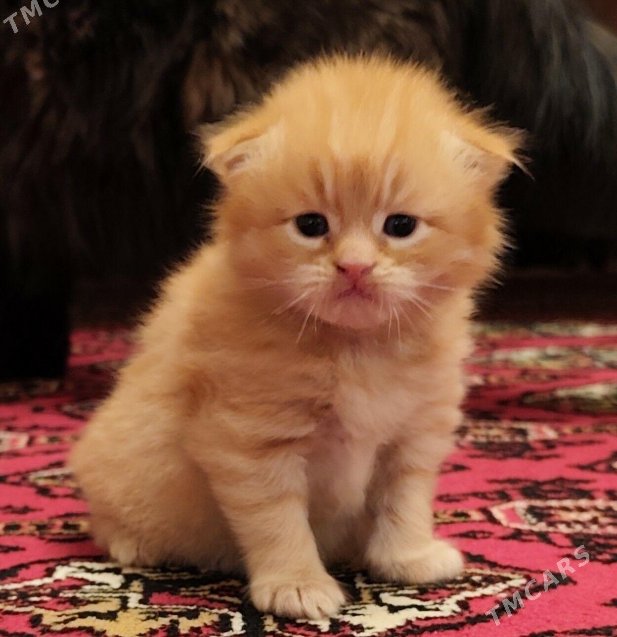 котёнок - Aşgabat - img 2