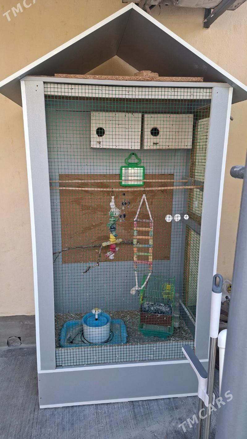 Papugay Setga - 30 mkr - img 3