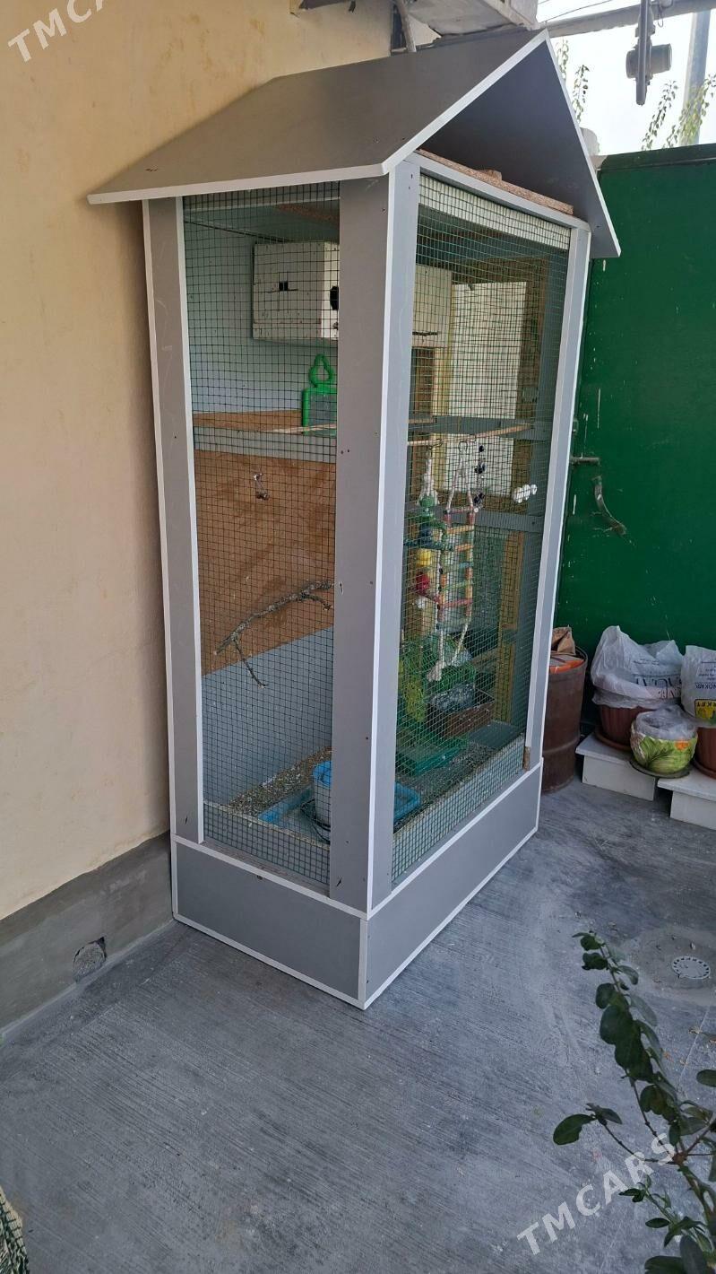 Papugay Setga - 30 mkr - img 2