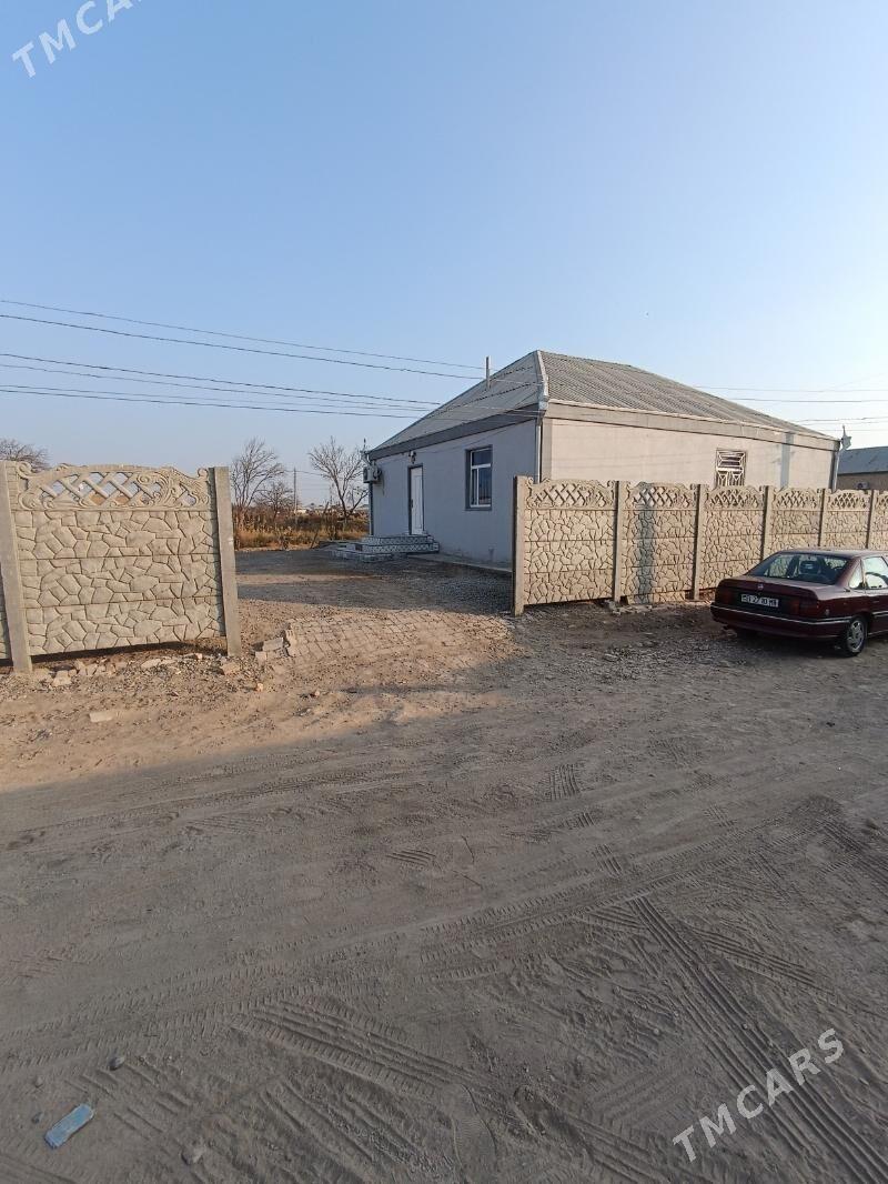 Satlyk jay - Mary - img 9