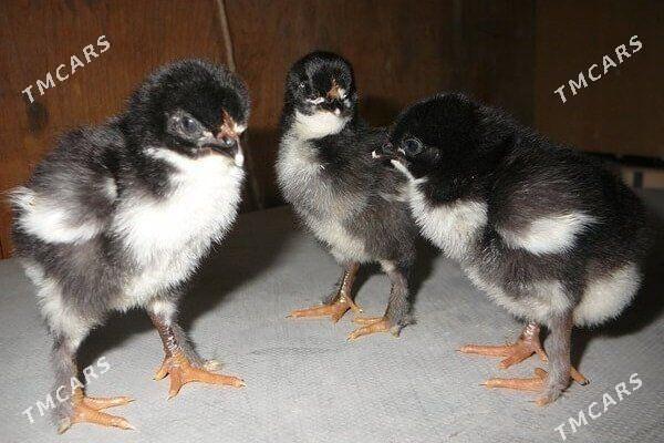 Maran jüýje - Гаудан "В" - img 1