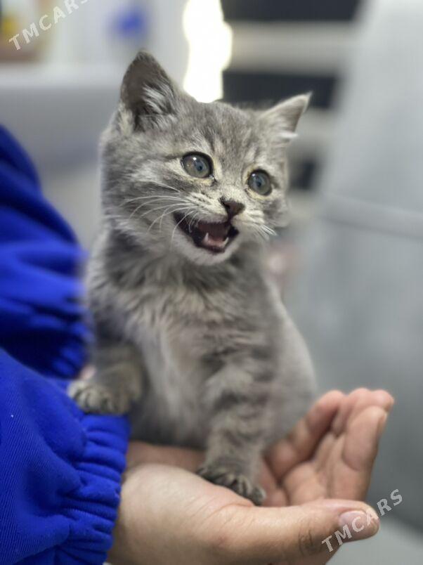 pişijik - 8 мкр - img 4