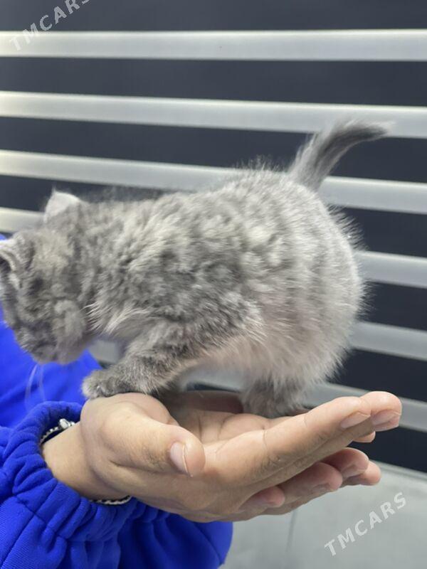 pişijik - 8 мкр - img 2