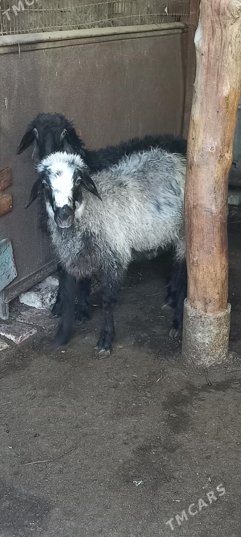 satlyk goyun - Хитровка - img 1