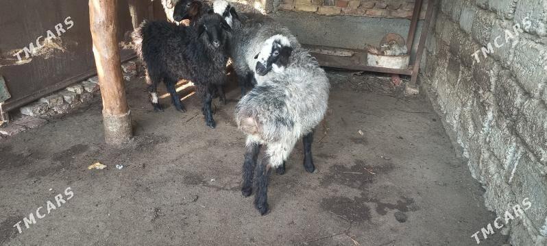 satlyk goyun - Хитровка - img 2